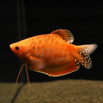 Fadenfisch Gold Super Red, Trichogaster trichopterus var. Gold super red